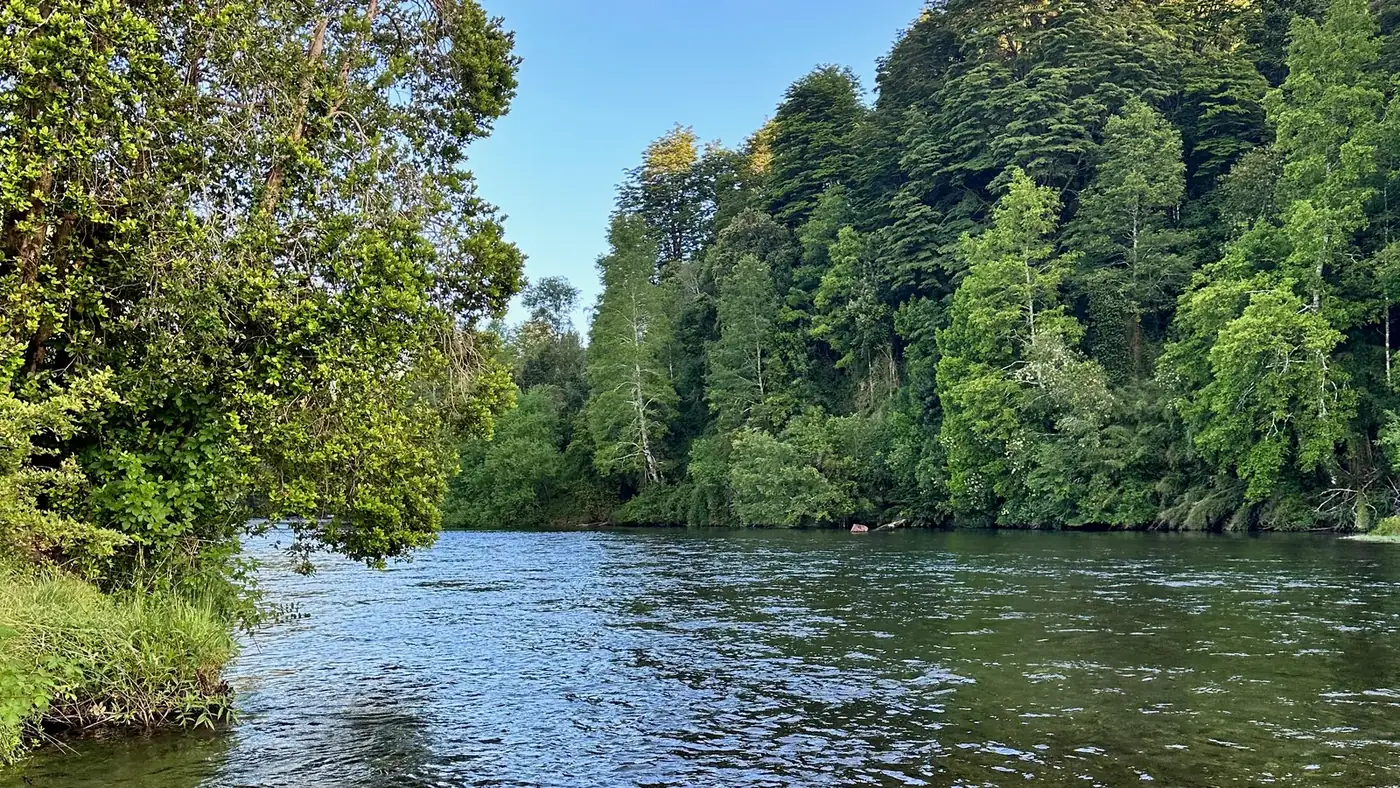 Río Trancura entre bosque nativo, en La Araucanía
